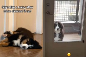 Dog Sleeps While Mom Cleans up the Mess He Made in Hilarious Video