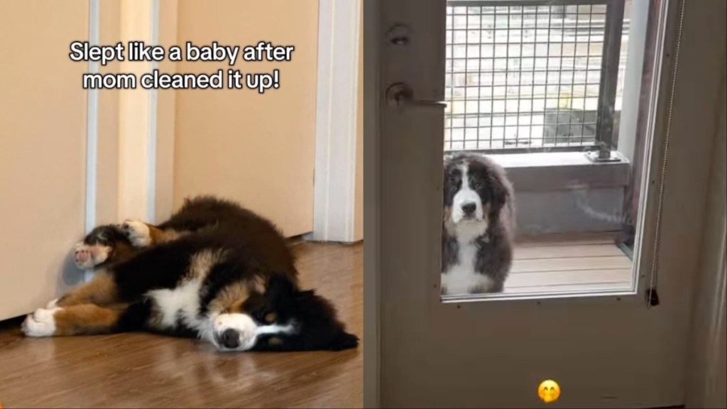 Dog Sleeps While Mom Cleans up the Mess He Made in Hilarious Video