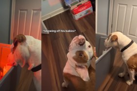 Video Shows Dog Go From Wary of Baby Chicks to Watching Over Them