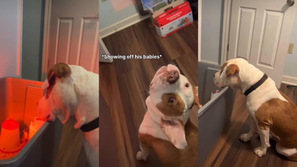 Video Shows Dog Go From Wary of Baby Chicks to Watching Over Them