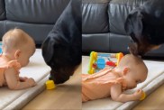 Big Dog & Baby Doing Their Own Things Together in Adorable Video