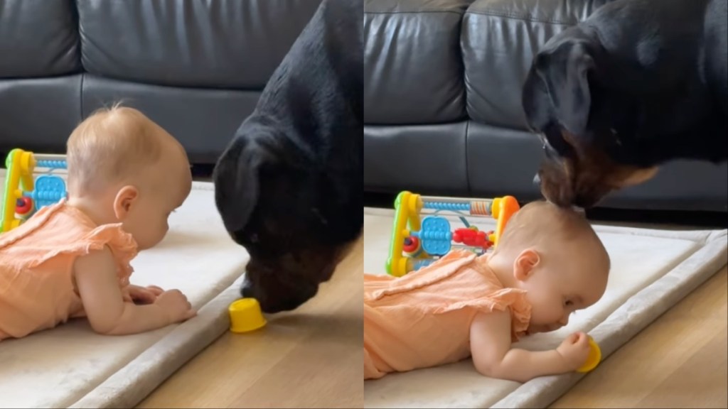 Big Dog & Baby Doing Their Own Things Together in Adorable Video