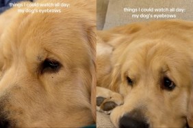 Video: Golden Retriever's Expressive Eyebrows Melts Hearts