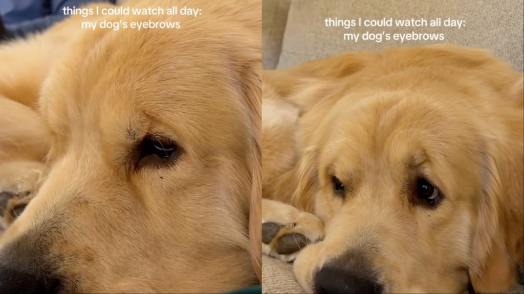 Video: Golden Retriever's Expressive Eyebrows Melts Hearts