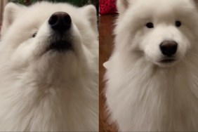 Video: Dog & Owner Engage In an Intense Conversation