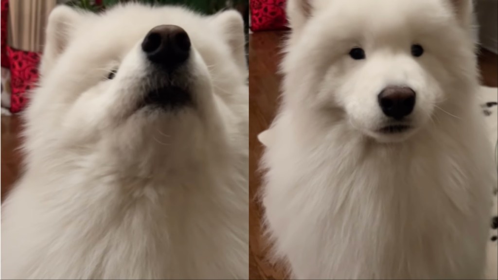 Video: Dog & Owner Engage In an Intense Conversation