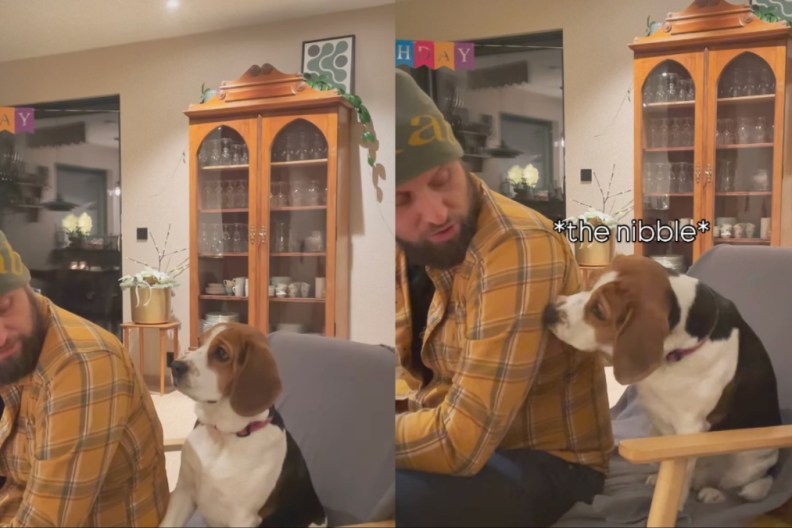 Video: Dog Only Wants Owner's Attention