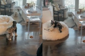 Video: Dog's Reaction After the Other Dog Goes on a Zoomies Spree Is Priceless
