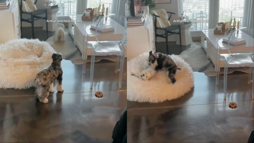 Video: Dog's Reaction After the Other Dog Goes on a Zoomies Spree Is Priceless