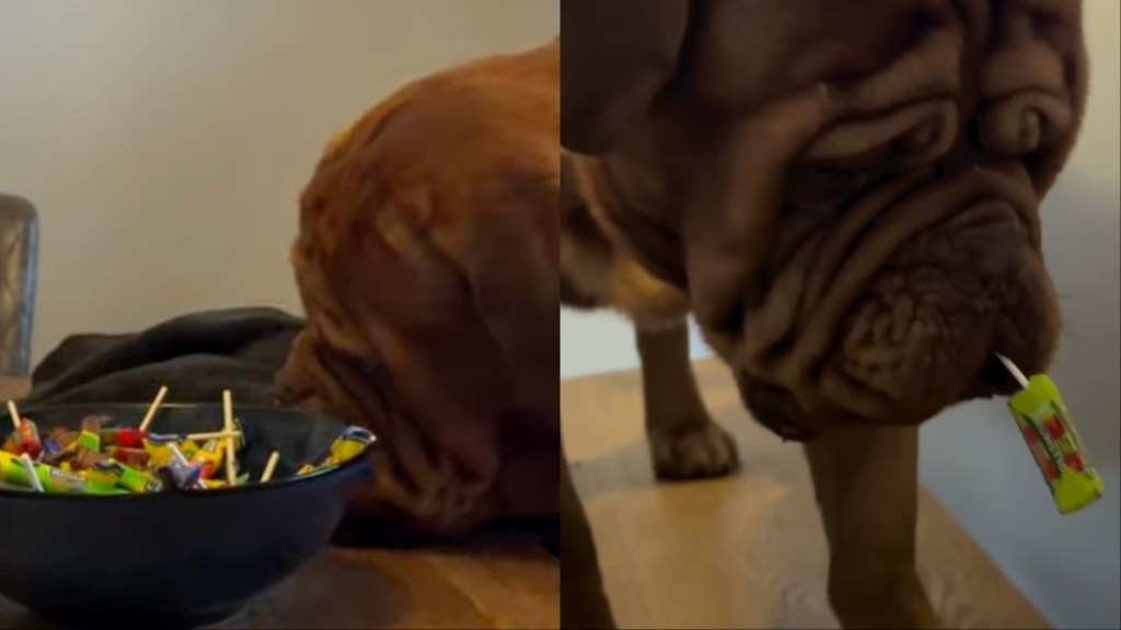 Dog Caught Committing His First Crime in Funny Video