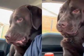Dog Says ‘Absolutely No’ to a Pretend Bite From Owner in Adorable Video