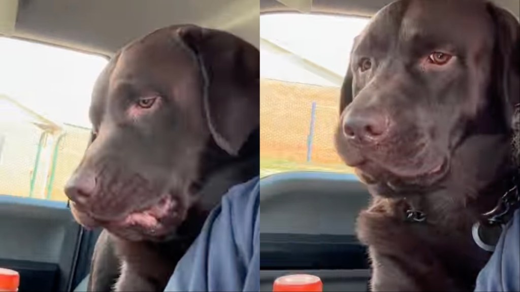 Dog Says ‘Absolutely No’ to a Pretend Bite From Owner in Adorable Video