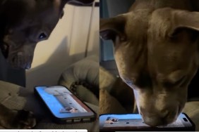 Video: Dog's Love for the Phone Will Surprise You