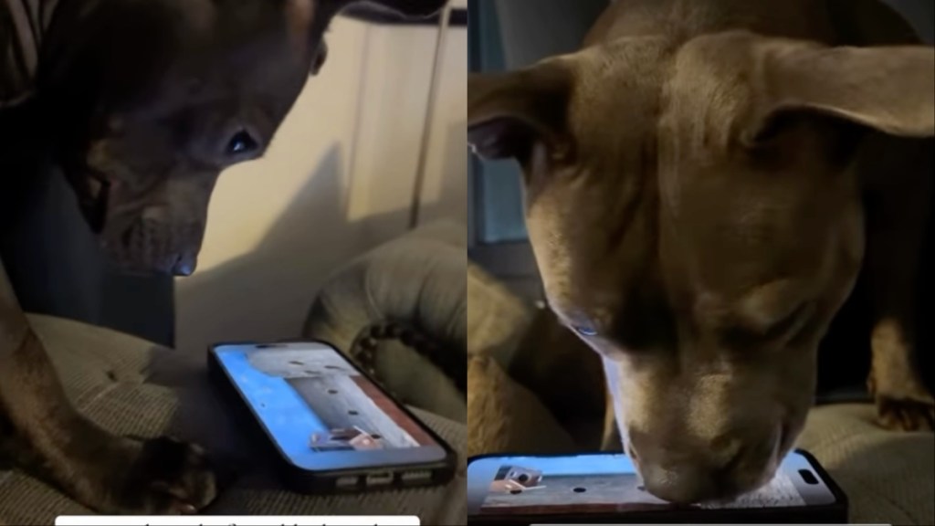 Video: Dog's Love for the Phone Will Surprise You