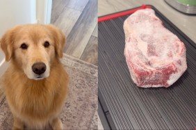 Golden Retriever Begs for Frozen Steak in Cute Video