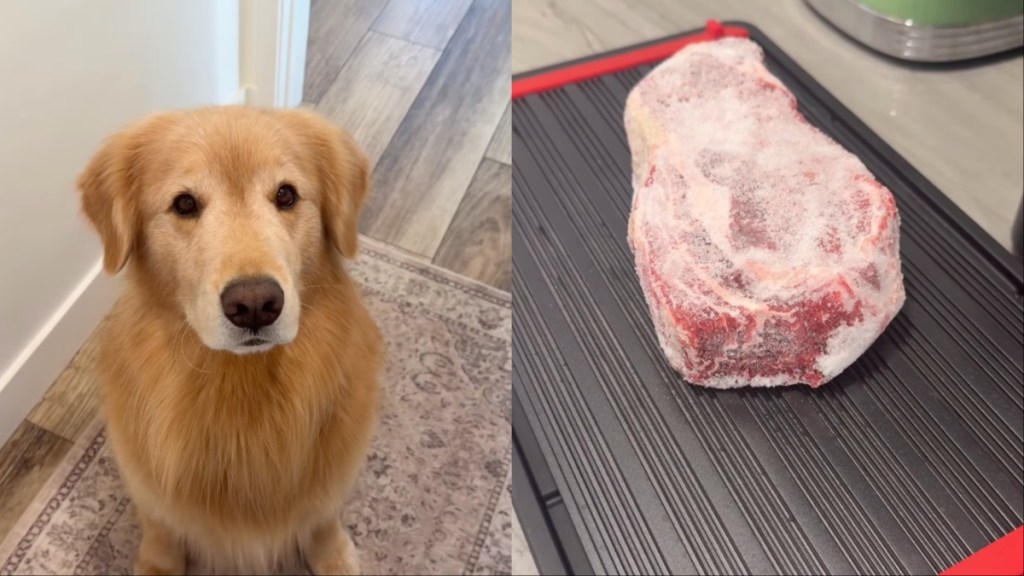 Golden Retriever Begs for Frozen Steak in Cute Video