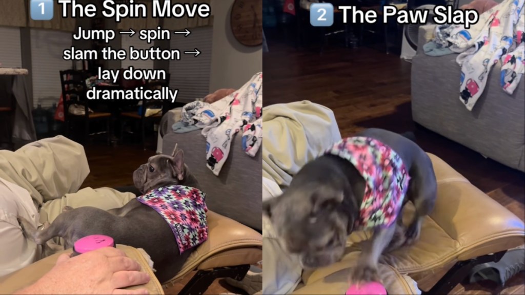 Video: Dog Does This If Dad Ignores Paw Rub Request