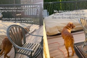 Golden Retriever Takes Her Bone Outside Just to Flex on Other Dogs