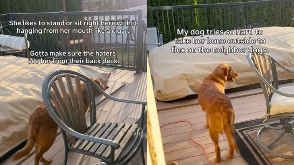 Golden Retriever Takes Her Bone Outside Just to Flex on Other Dogs
