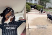 Dog’s Owners Drive 6 Hours to Parents’ House So He Can Be Happy