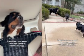 Dog’s Owners Drive 6 Hours to Parents’ House So He Can Be Happy