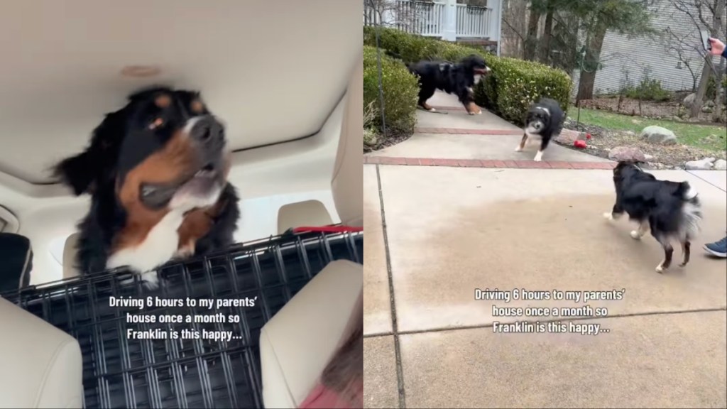 Dog’s Owners Drive 6 Hours to Parents’ House So He Can Be Happy