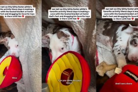 Video: Foster Pup's New Favorite Activity Will Melt Your Heart