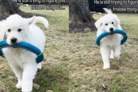 Video: Golden Retriever Puppy Is Yet to Figure Out How a Frisbee Works