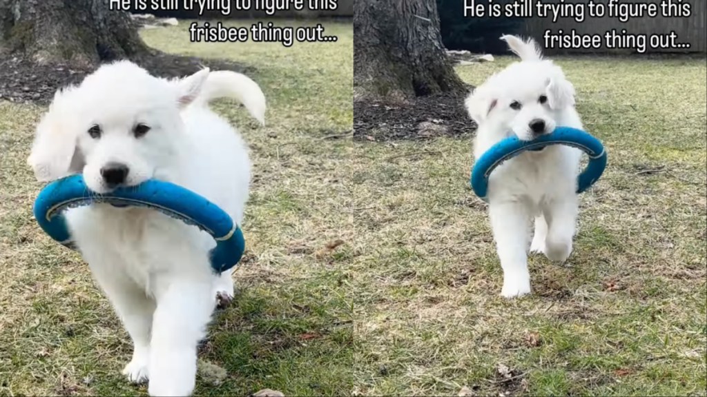 Video: Golden Retriever Puppy Is Yet to Figure Out How a Frisbee Works