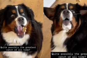 Dog Probably Took the 'Greatest Catch of All Time' in Video