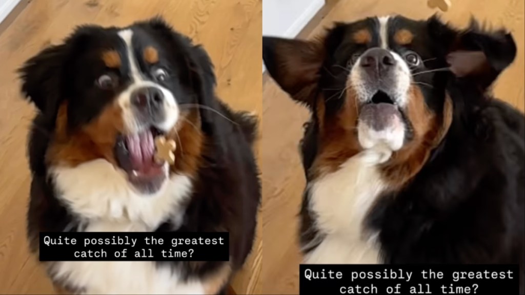 Dog Probably Took the 'Greatest Catch of All Time' in Video