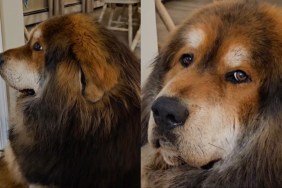 Video: Dog Pouts at Mom Over Weather That’s Keeping Him Indoors