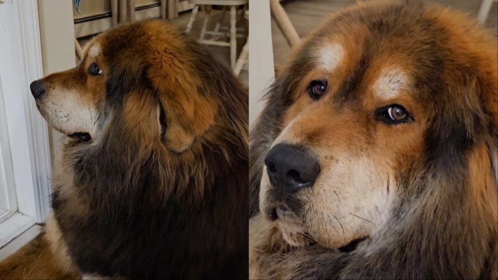 Video: Dog Pouts at Mom Over Weather That’s Keeping Him Indoors