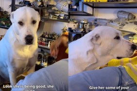 Dog Demands Breakfast for Dinner in Adorable Video