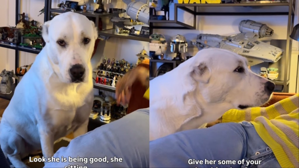 Dog Demands Breakfast for Dinner in Adorable Video