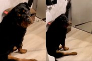 Dog Refuses to Go for a Walk with the 'Spare Human' in Funny Video