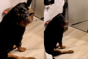 Dog Refuses to Go for a Walk with the 'Spare Human' in Funny Video
