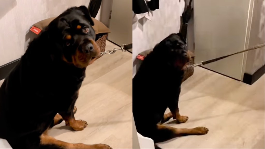 Dog Refuses to Go for a Walk with the 'Spare Human' in Funny Video