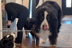Video: Dogs Love to Supervise When Owner Prepares Their Meals