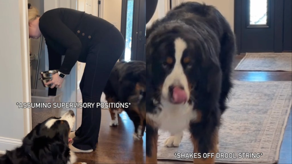 Video: Dogs Love to Supervise When Owner Prepares Their Meals