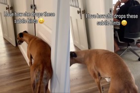 Video: Dog Offers a Clear Hint About Closing Doors in the House