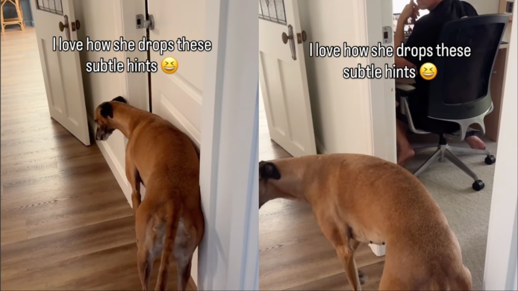 Video: Dog Offers a Clear Hint About Closing Doors in the House