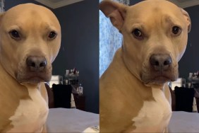 Video: Dog Might Be Asking Owner to Change to His Favorite Show on TV
