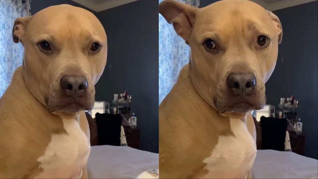 Video: Dog Might Be Asking Owner to Change to His Favorite Show on TV