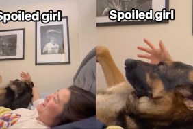 Dog Brings Owner’s Hand Back to Her Head for More Scratches