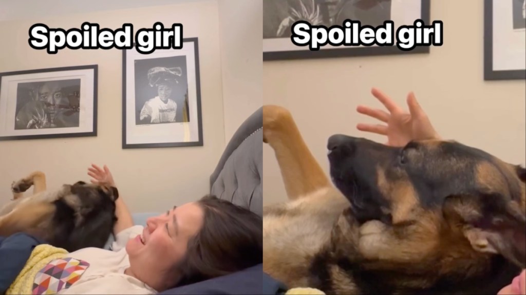 Dog Brings Owner’s Hand Back to Her Head for More Scratches