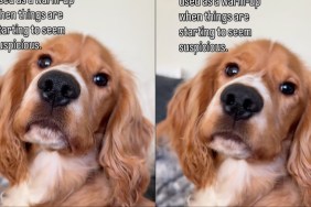 Video: Dog Doesn't Bark But Does This When Things Get Suspicious