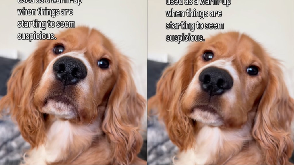 Video: Dog Doesn't Bark But Does This When Things Get Suspicious