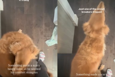 Video: Golden Retriever Demands 'Comfort Stompies' After Getting Spooked