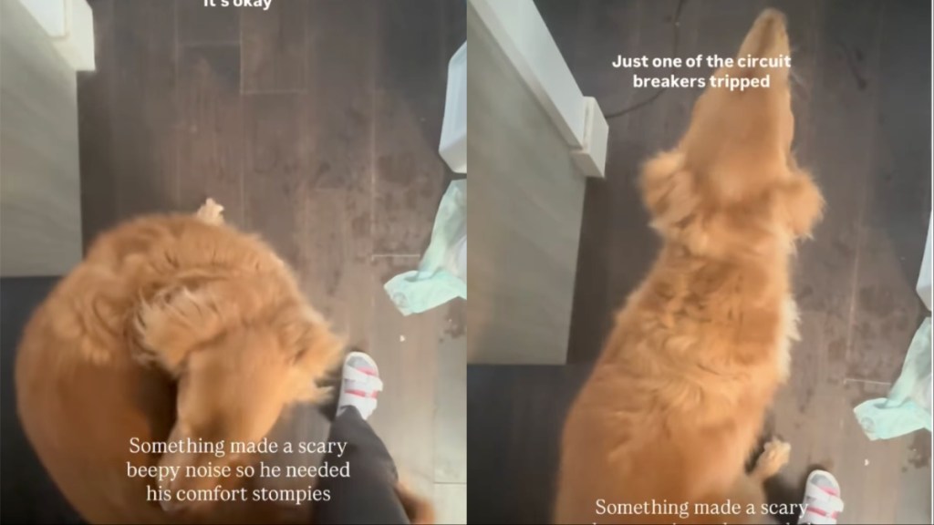 Video: Golden Retriever Demands 'Comfort Stompies' After Getting Spooked